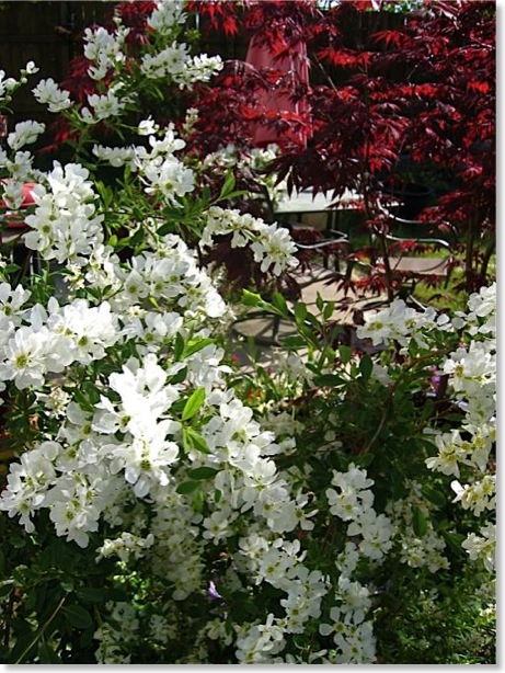 Pearl Bush in Bloom