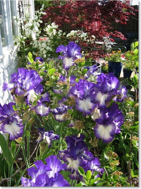 Pearl Bush with Bearded Iris