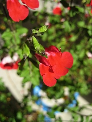 Red Flowered Red Lips